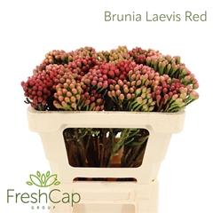 Brunia Laevis 50cm