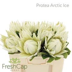Protea Cy Arctic Ice 50cm