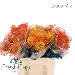Leuco Co Cordifolium 40cm