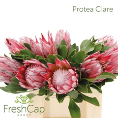 Protea Cy Clare 40cm