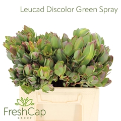Leucad Discolor 40cm