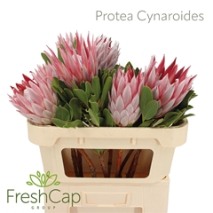 Protea Cynaroides 70cm