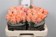 R Gr Charming Reeva 60cm