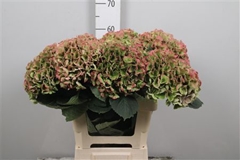 Hydr M Mag Opal Clas 60cm 20cm Ø