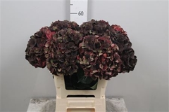Hydr M Mag D Ruby Cl 60cm 18cm Ø