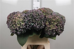 Hydr Ma Pimpernel Cl 90cm 24cm Ø