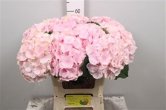 Hydr Macr Verena 60cm 18cm Ø