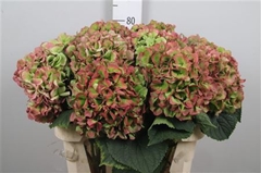 Hydr Verena Classic 80cm 22cm Ø