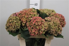 Hydr M Roy Anasta Cl 80cm 24cm Ø
