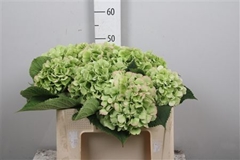 Hydr Verena Classic 50cm 17cm Ø