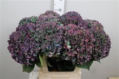 Hydr Ma Pimpernel Cl 80cm 23cm Ø