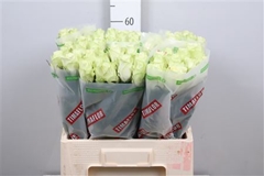 R Gr Athena 60cm