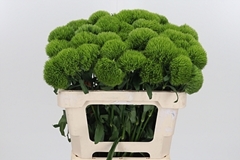 Di Barb Kiwi Mellow 55cm