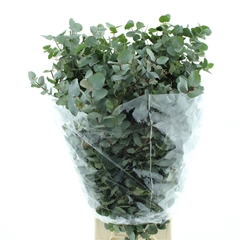 Euca Cinerea P Bunch 75cm 400gram