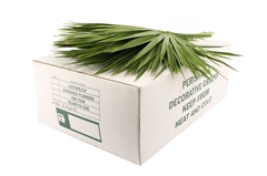 Sabal Palmetto Bunch 55cm