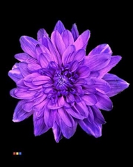 Chr T Baltica Milka