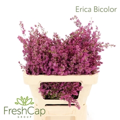 Erica Bicolor 50cm