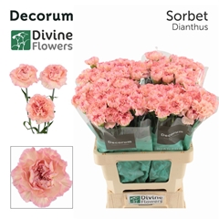 Di St Sorbet 60cm 23
