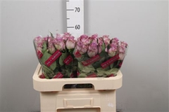 R Gr Dolcetto! 60cm