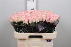 R Gr Aval Sorbet 60cm