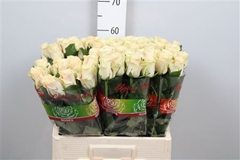 R Gr Charmant 60cm