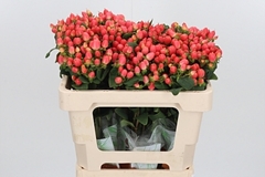 Hyp Mag Roy Princess 50cm