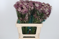 Astr Roma 60cm 33