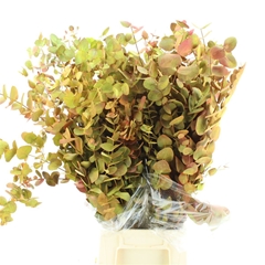 Euc Cin Klb P Bunch H% 70cm 200gram