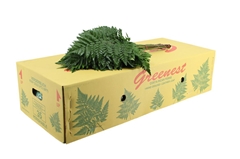 Leatherleaf 55cm
