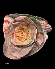 Brassica Pink + Splash Red