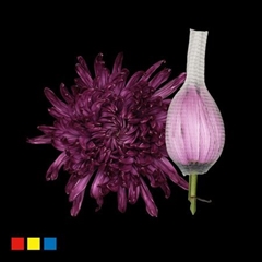 Chr G Stravin Klb H% 70cm