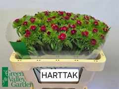 Di Barb S Will Red 55cm 23
