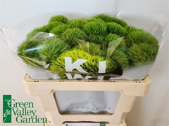 Di Barb Kiwi Mellow 50cm