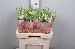 Eus E Botan White 70cm