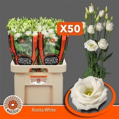 Eust G Rosita White 70cm