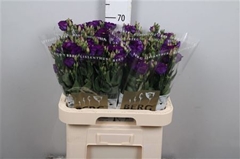Eust Piccolo Violet 70cm