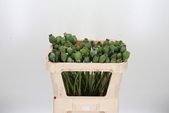 Papav Som Zaaddozen 65cm