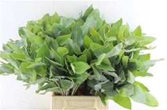 Euca Robusta 55 Cm Ptk 55cm