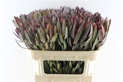Leucad Safari Sunset 80cm