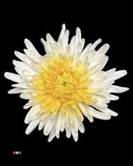 Chr G Ana White + Yellow