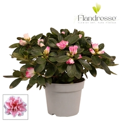 Rhodo Si Hulsten 12Ø 25cm