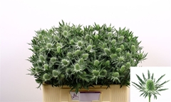 Eryng Sirius Questar 50cm