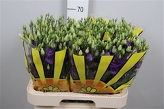 Eust G Rosita Blue 70cm