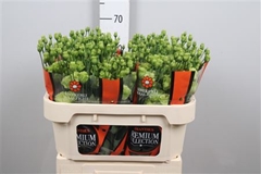 Eus G Rosan Br Green 70cm