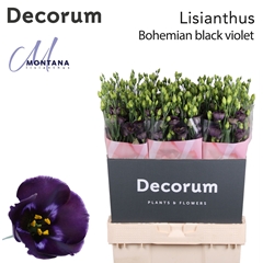 Eus E Bohemi Black Vio 70cm