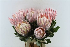 Protea Grande 70cm