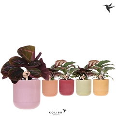 Calat Gemengd 9Ø 26cm