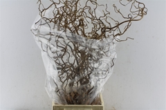 Coryl Av Contorta 100cm