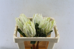 Protea Cy Arctic Ice 50cm