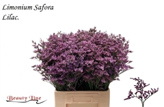 Lim Safora Lilac 70cm 30gram